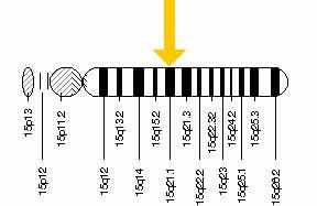 FBN1 gene diagram